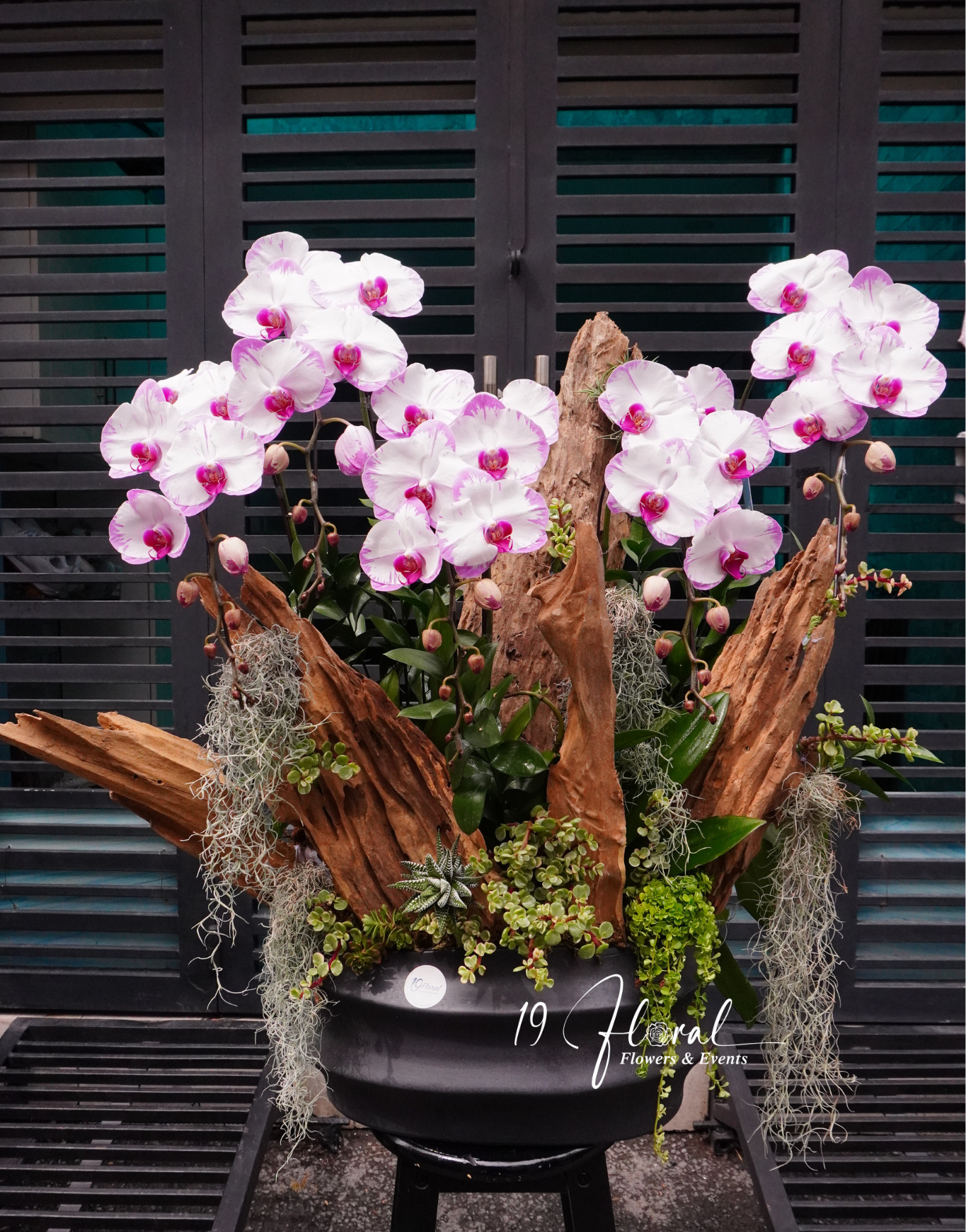 Chậu Lan hồ điệp - Elegant White