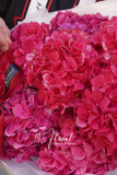 Bó hoa cẩm tú cầu đỏ Ruby