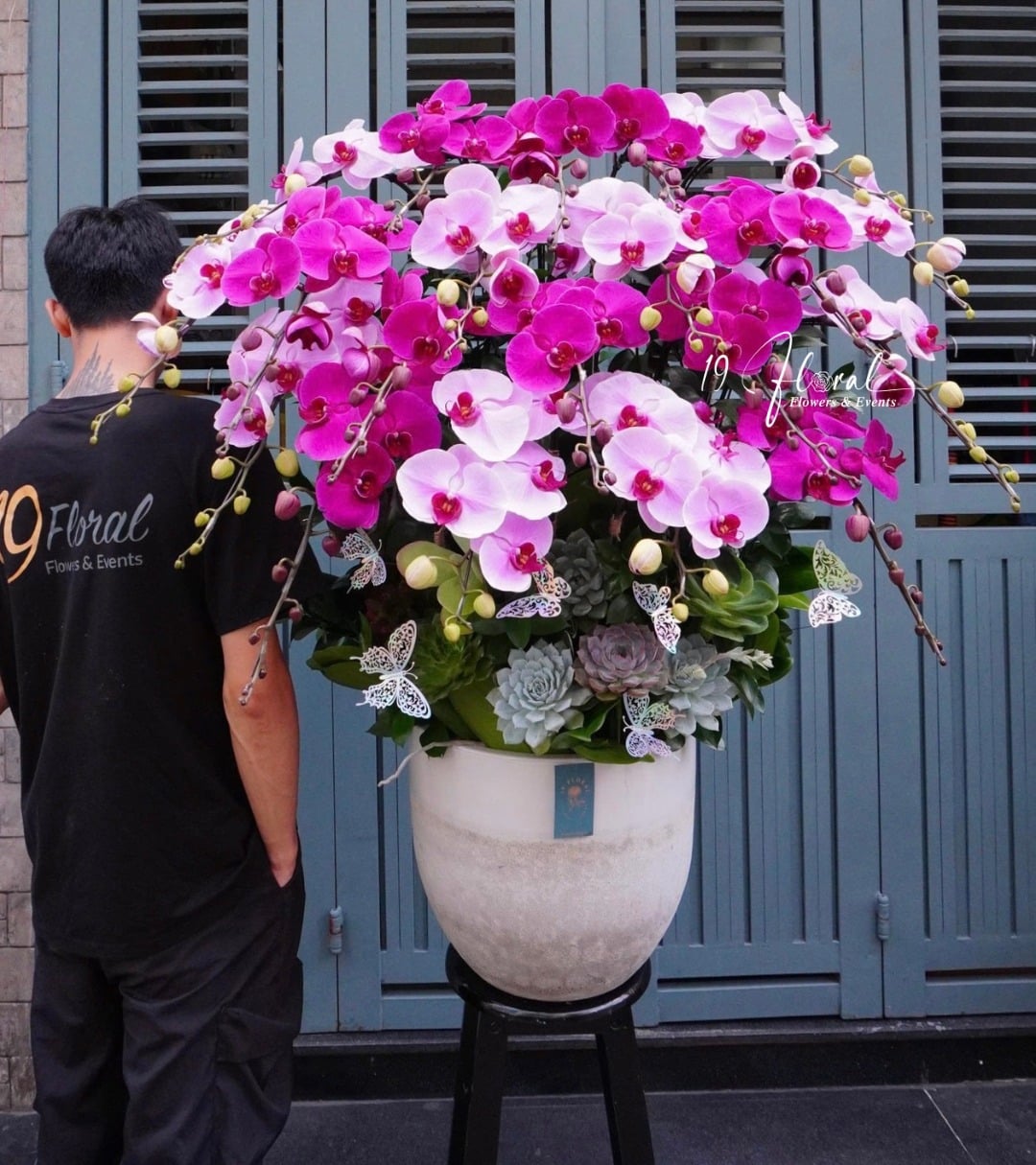 Chậu Lan hồ điệp -Blush in Bloom