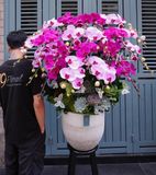 Chậu Lan hồ điệp -Blush in Bloom