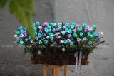 Hộp gỗ Tulip - Violet Bloom