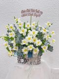 Chậu hoa tulip White Heart