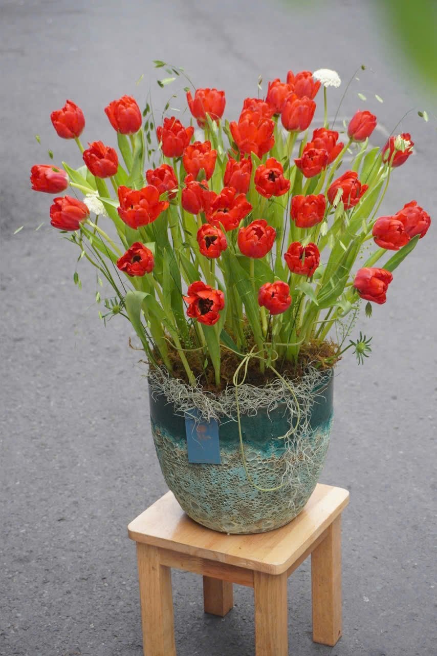 Chậu hoa tulip 