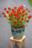 Chậu hoa tulip 