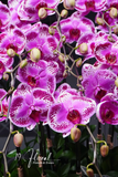 Chậu Lan hồ điệp - Gentle Bloom