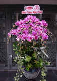 Chậu Lan hồ điệp - Gentle Bloom