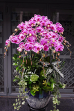 Chậu Lan hồ điệp - Gentle Bloom