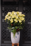 Chậu lan hồ điệp Orchid whispers