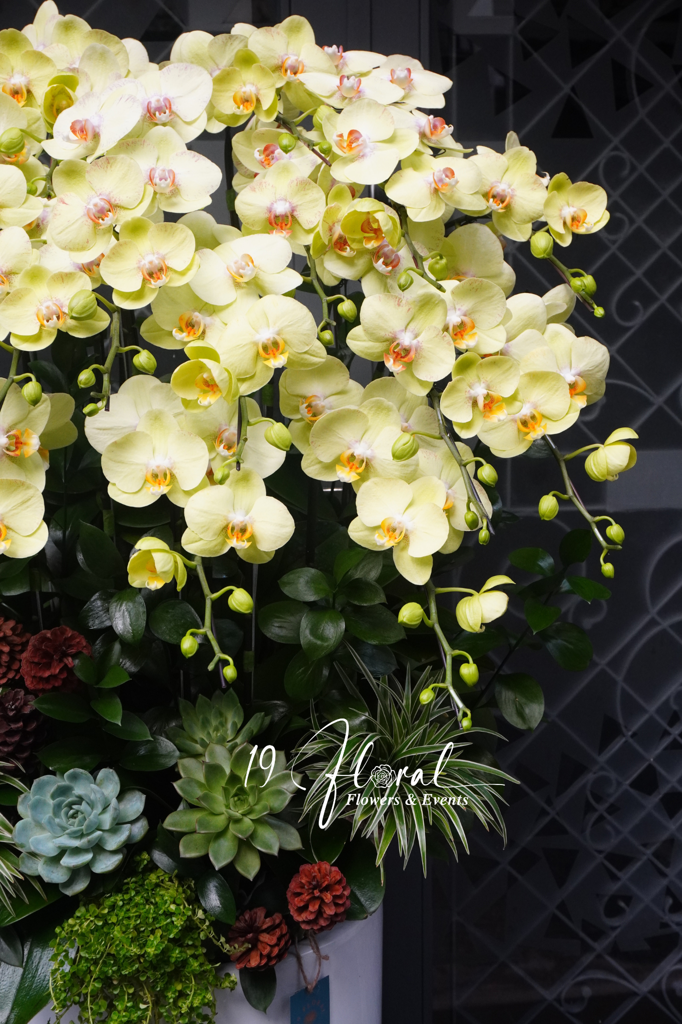 Chậu lan hồ điệp Orchid whispers