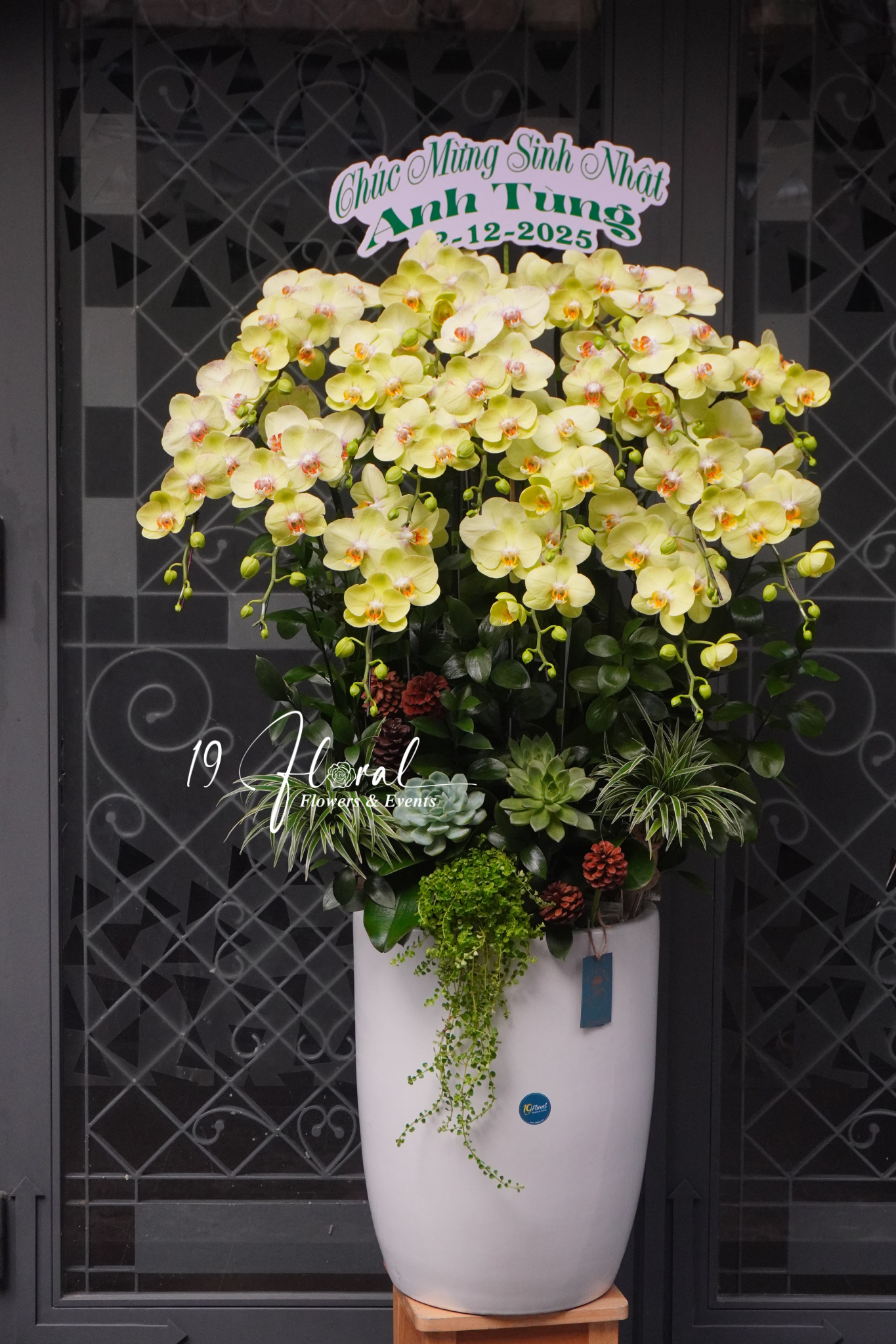 Chậu lan hồ điệp Orchid whispers