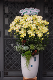 Chậu lan hồ điệp Orchid whispers