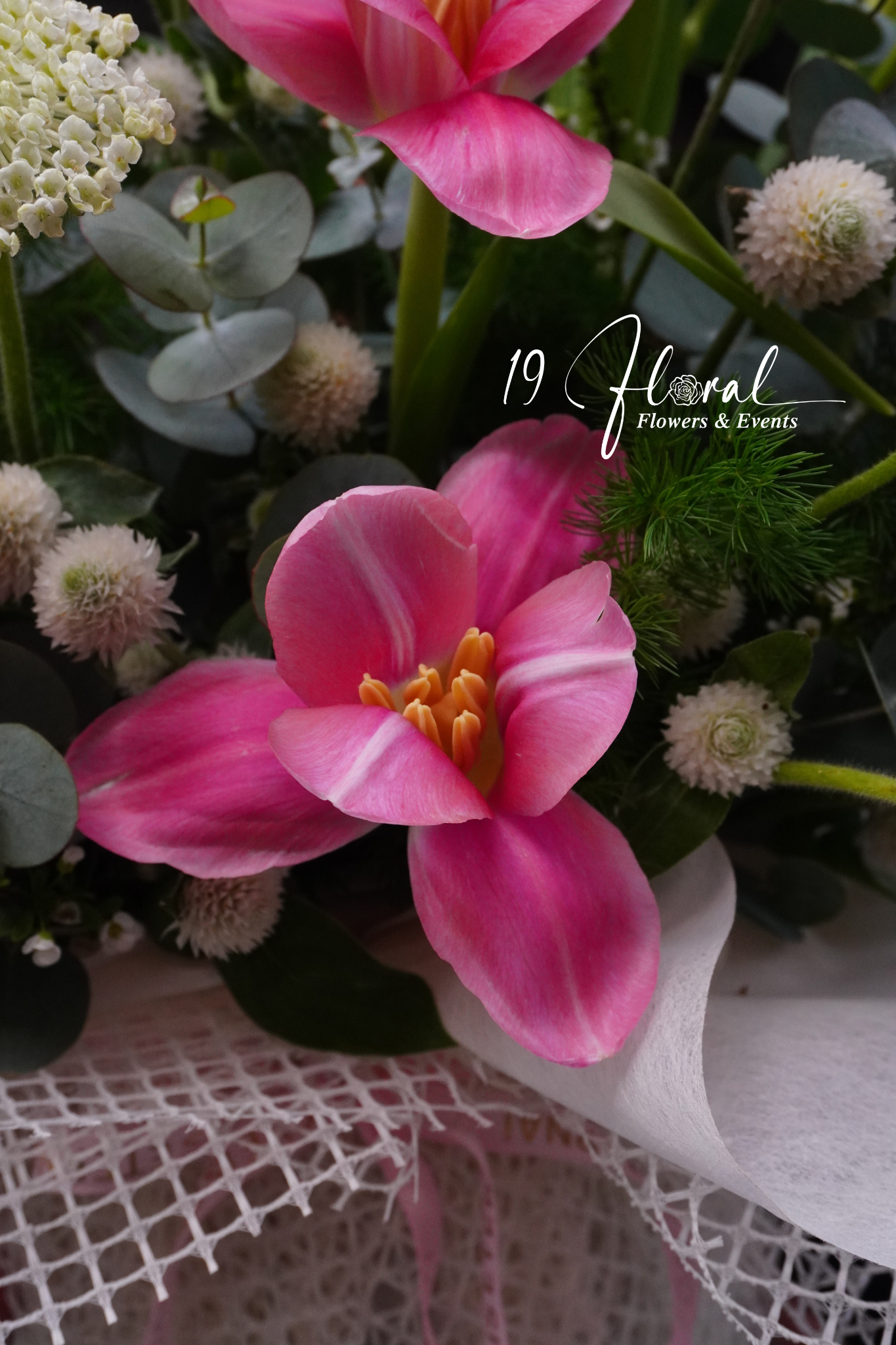 Chậu hoa tulip -  A Petal’s Tale