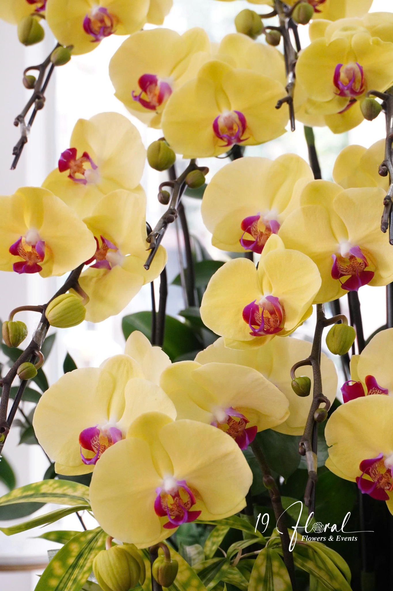 Chậu Lan hồ điệp - Bright Future