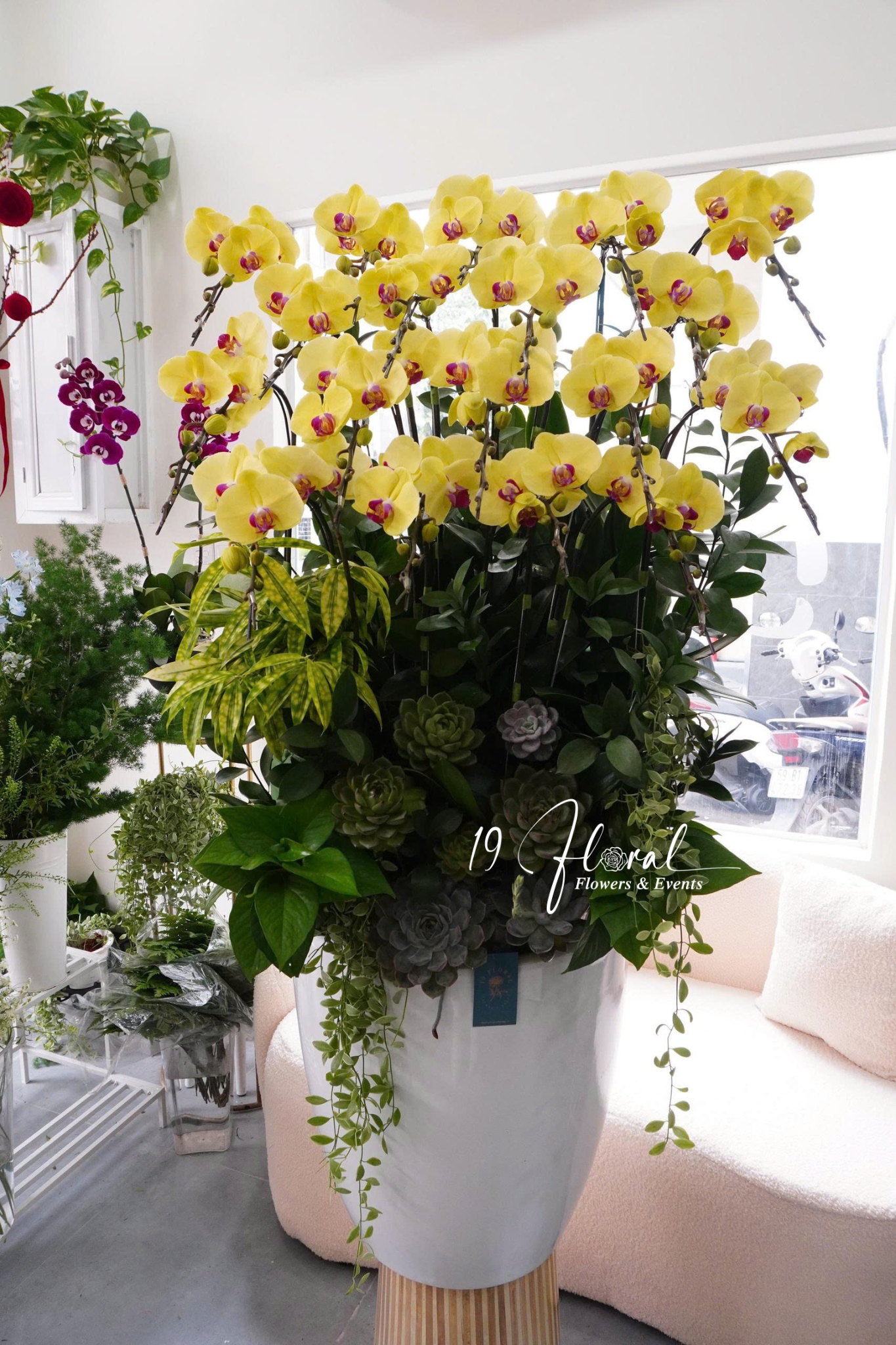 Chậu Lan hồ điệp - Bright Future