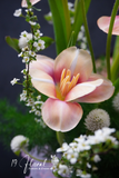 Chậu hoa tulip A Touch of Romance