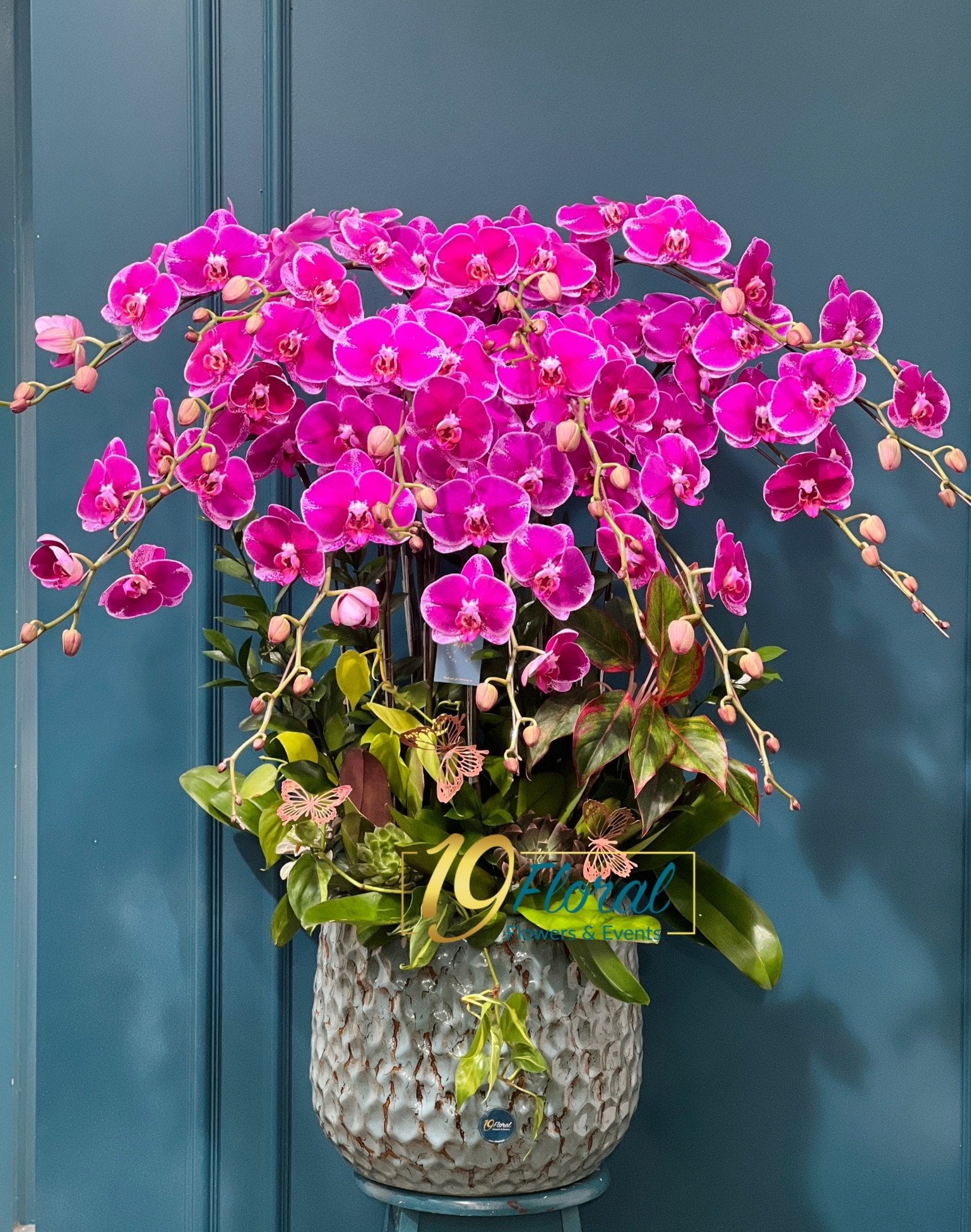 Hoa Lan Hồ Điệp - Orchid Elegance