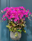 Hoa Lan Hồ Điệp - Orchid Elegance