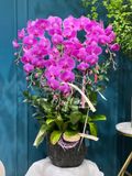 Hoa Lan Hồ Điệp - Prestige Orchid