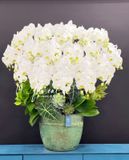 Hoa Lan Hồ Điệp - Royal Essence