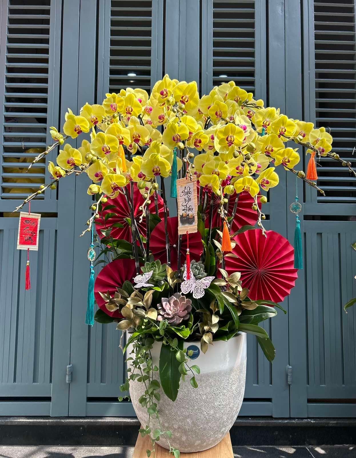 Hoa Lan Hồ Điệp - Calm Radiance