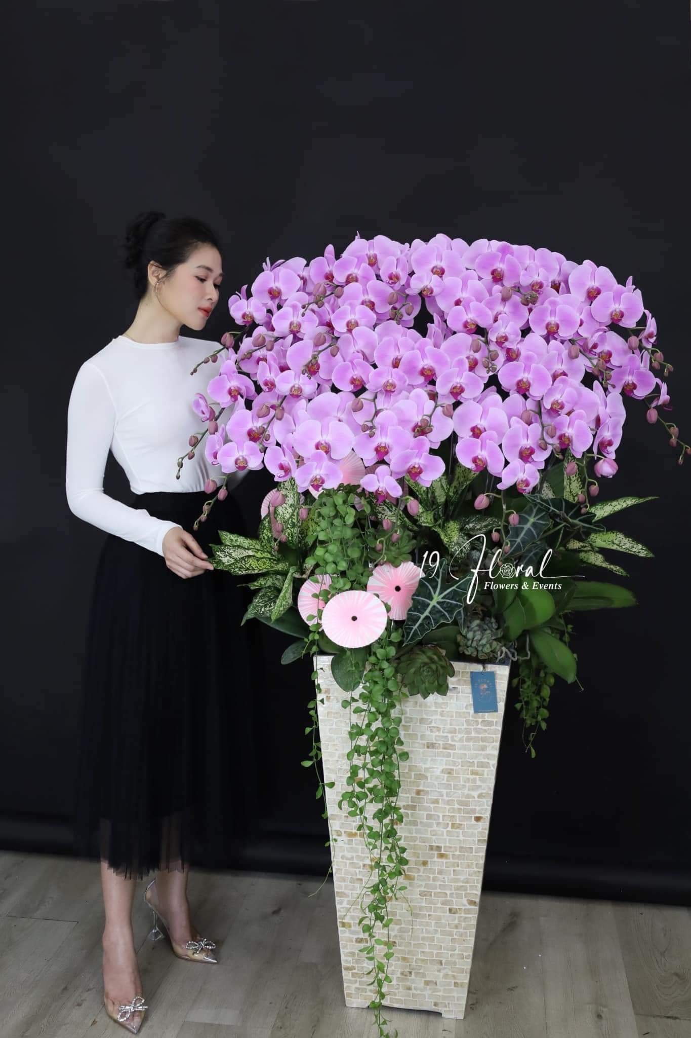 Hoa Lan Hồ Điệp - Pink Dream