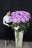Hoa Lan Hồ Điệp - Pink Dream