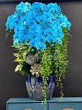 Hoa Lan Hồ Điệp - Blue nhuộm