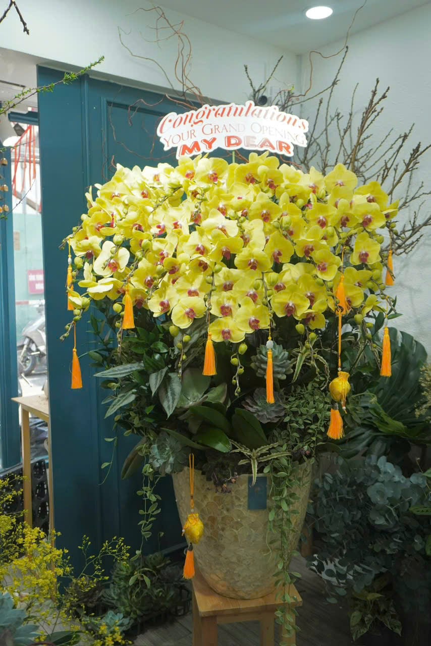 Hoa Lan Hồ Điệp - Inner Light