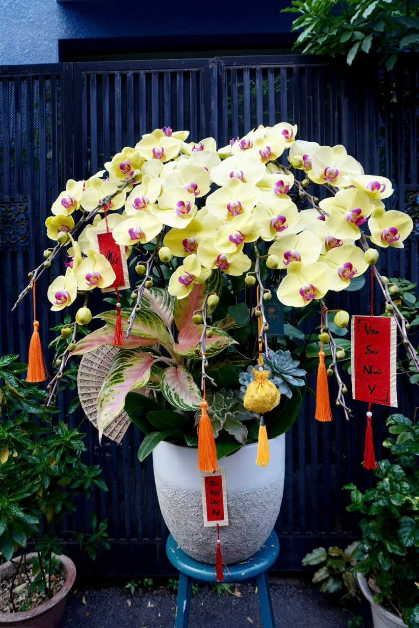 Hoa Lan Hồ Điệp - Peace & Prosperity