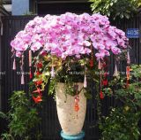 Hoa Lan Hồ Điệp - Serenity Bloom