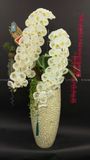 Hoa Lan Hồ Điệp - Sweet Embrace