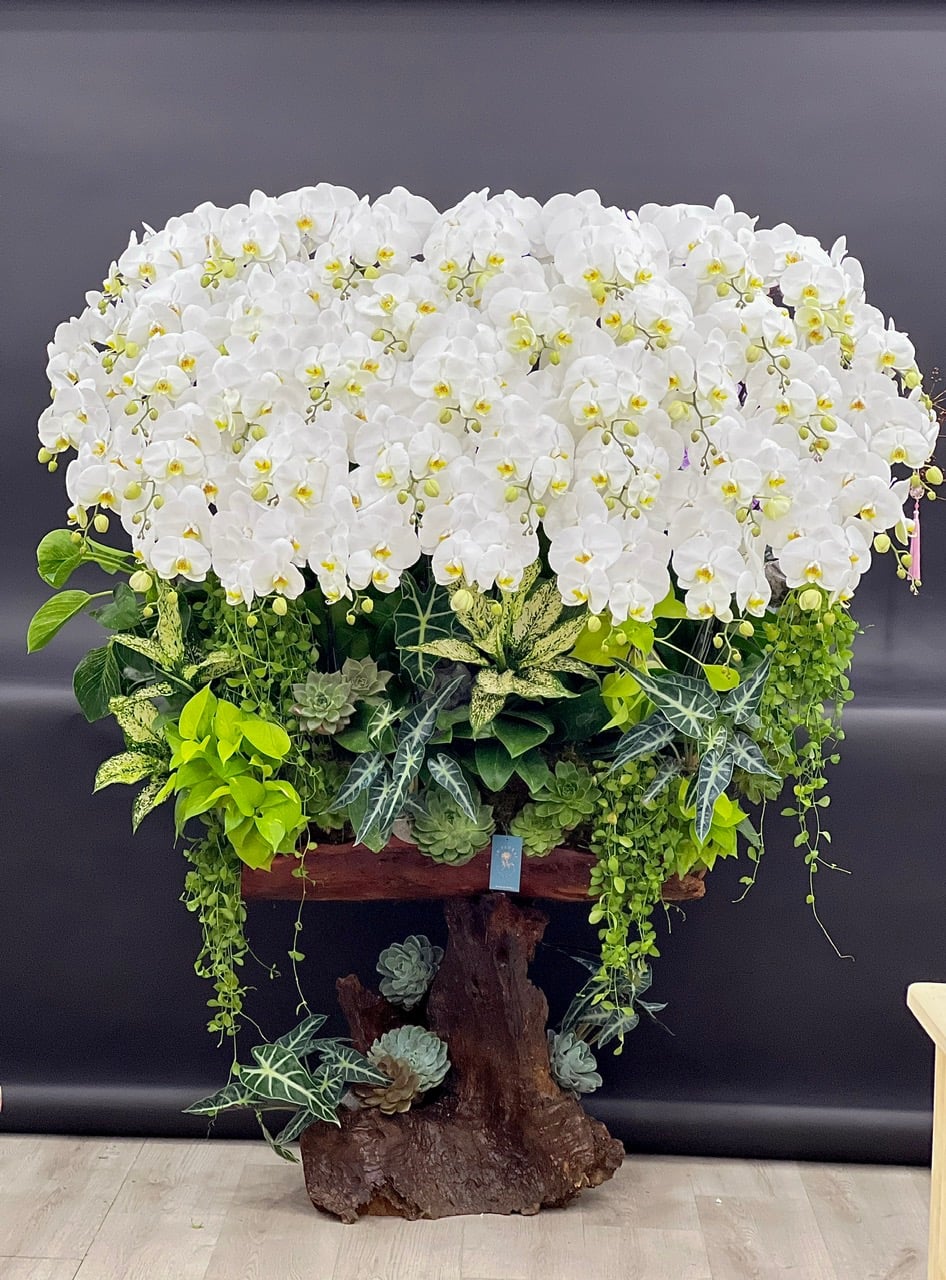 Lũa Lan Hồ Điệp - Elegant Bloom