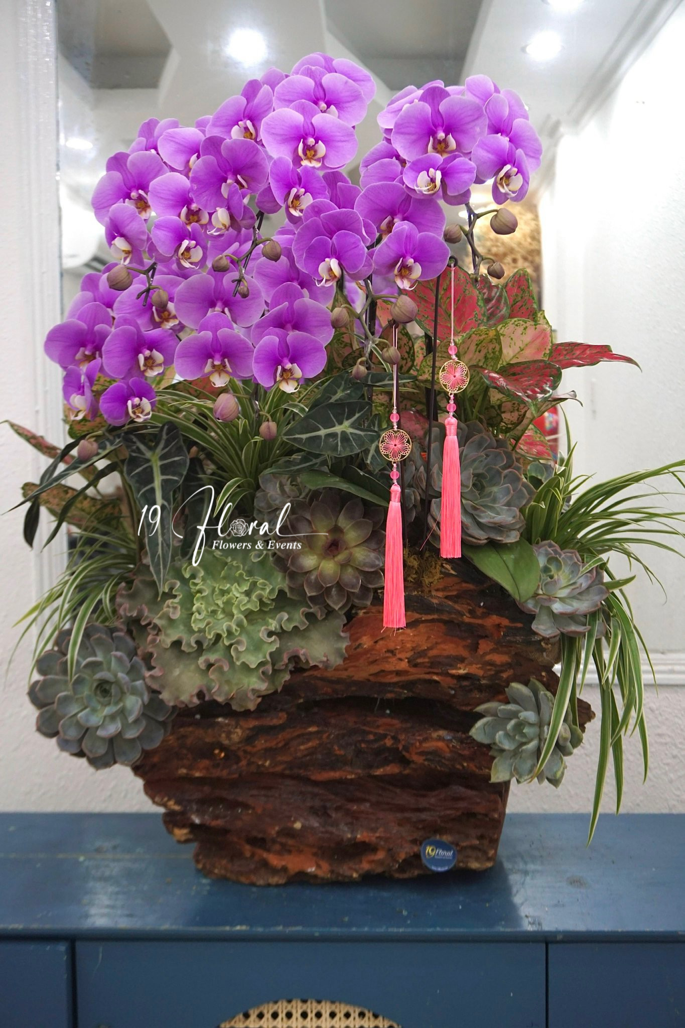 Lũa Lan Hồ Điệp - Mộng Mơ Tím