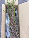 Đào đỏ boke Nhật bản size 100cm