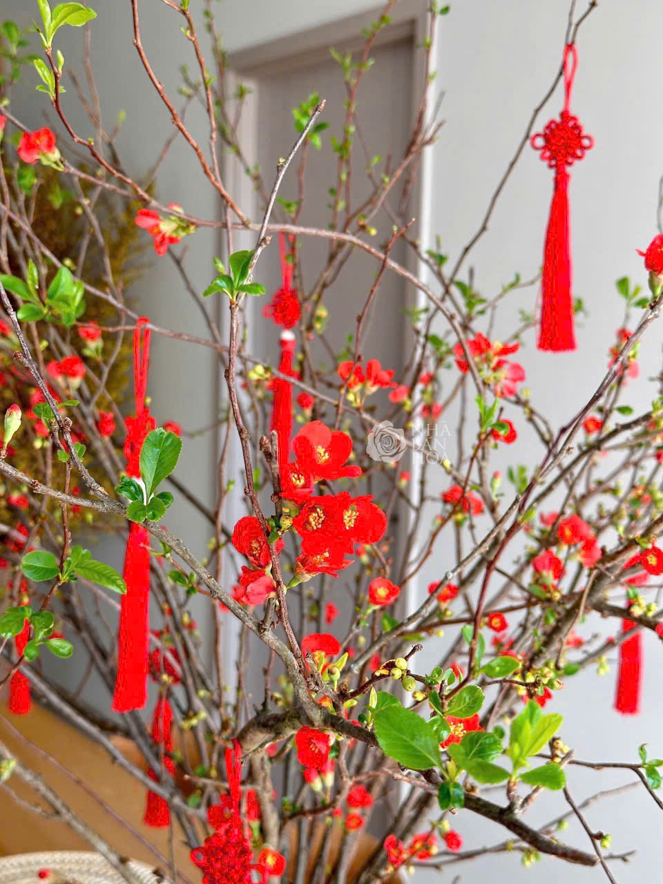 Đào đỏ boke Nhật bản size 100cm
