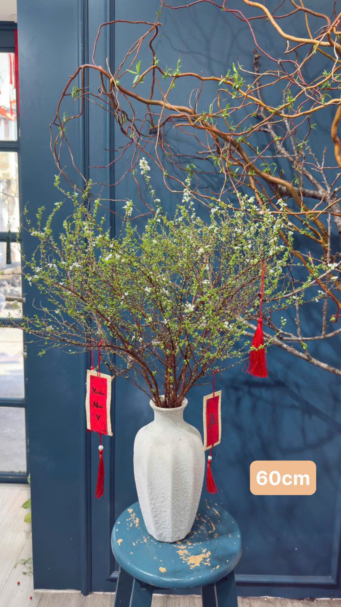 Tuyết Mai nhật bản size 60cm