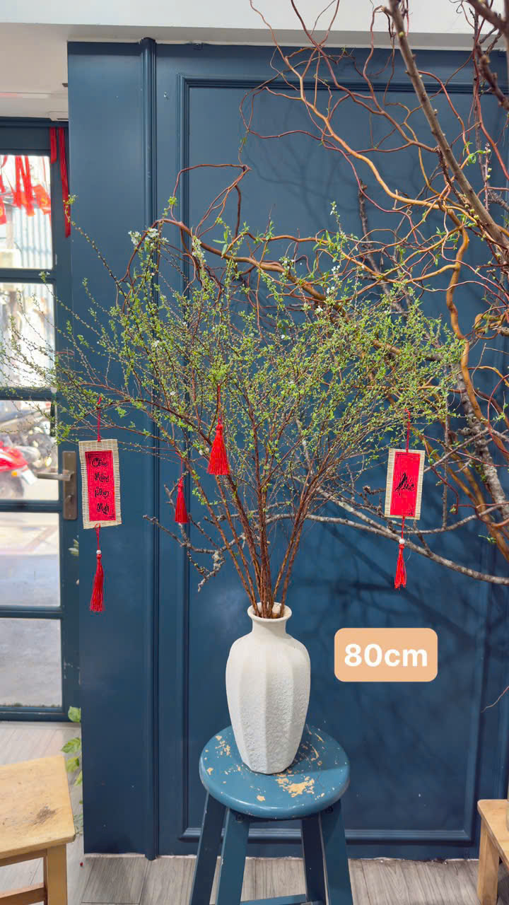 Tuyết Mai nhật bản size 80cm