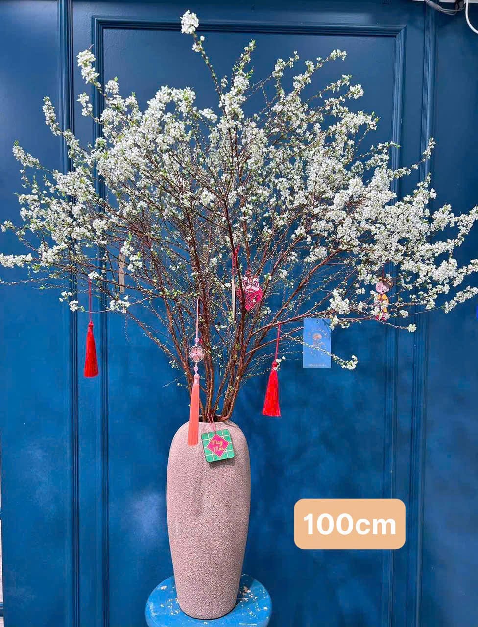 Tuyết Mai nhật bản size 100cm