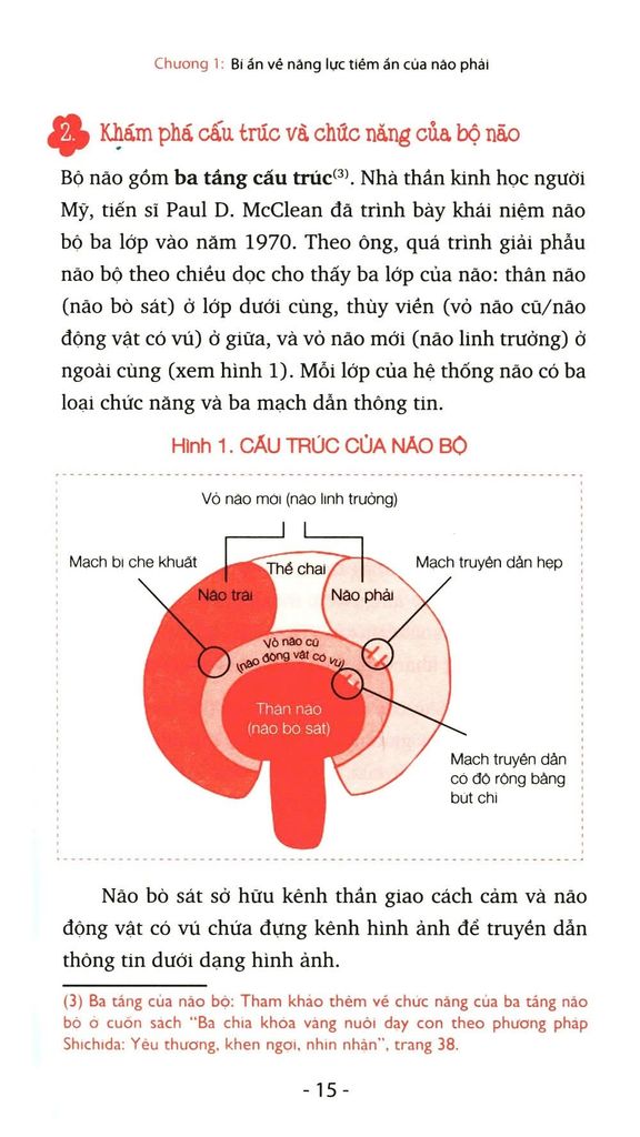 Bí Ẩn Của Não Phải
