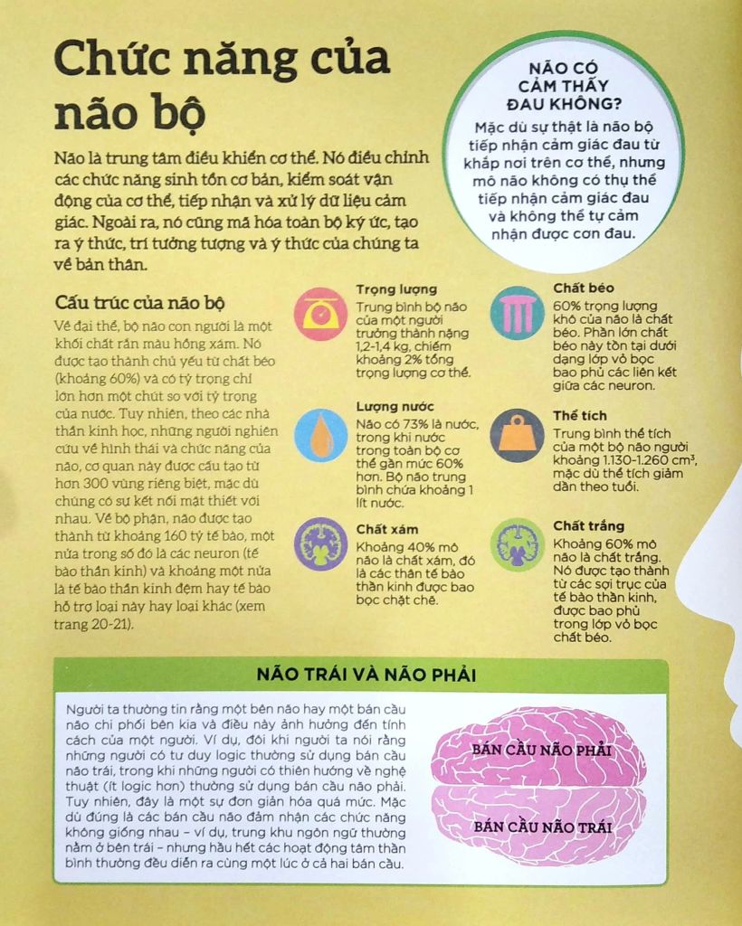 How The Brain Works - Hiểu Hết Về Bộ Não