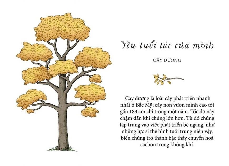 Sống Như Những Cái Cây - Những Bài Học Nhỏ Để Có Nguồn Hạnh Phúc Bất Tận