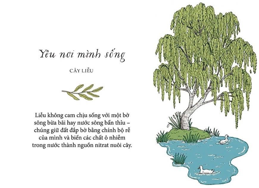 Sống Như Những Cái Cây - Những Bài Học Nhỏ Để Có Nguồn Hạnh Phúc Bất Tận