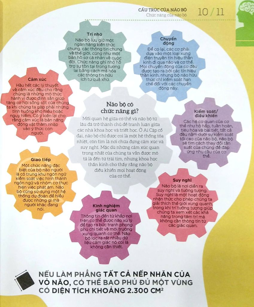 How The Brain Works - Hiểu Hết Về Bộ Não