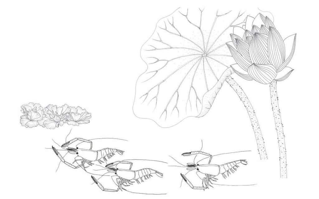 Trong Đầm Gì Đẹp Bằng Sen - Sách Tô Màu