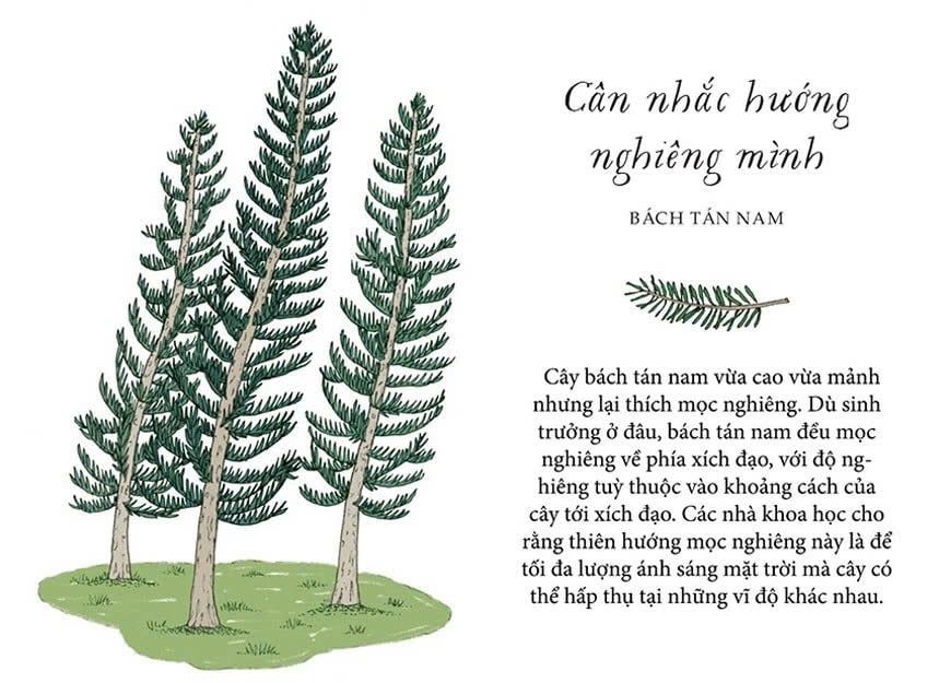 Sống Như Những Cái Cây - Những Bài Học Nhỏ Để Có Nguồn Hạnh Phúc Bất Tận