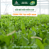 Túi Rau Cải Bó Xôi Hữu Cơ 300g