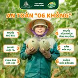 Dưa Lê Hữu Cơ Hồng Kim DannyGreen