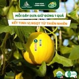 Dưa Lê Hữu Cơ Hồng Kim DannyGreen