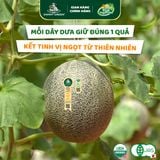 Dưa lưới Hữu Cơ Biển Hằng Nga DannyGreen