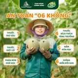 Dưa lưới Hữu Cơ Biển Ngọc Bích DannyGreen